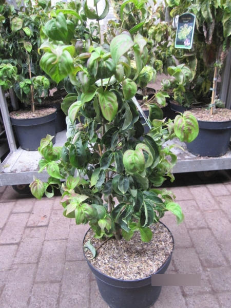 Cornus kousa Girards Dwarf